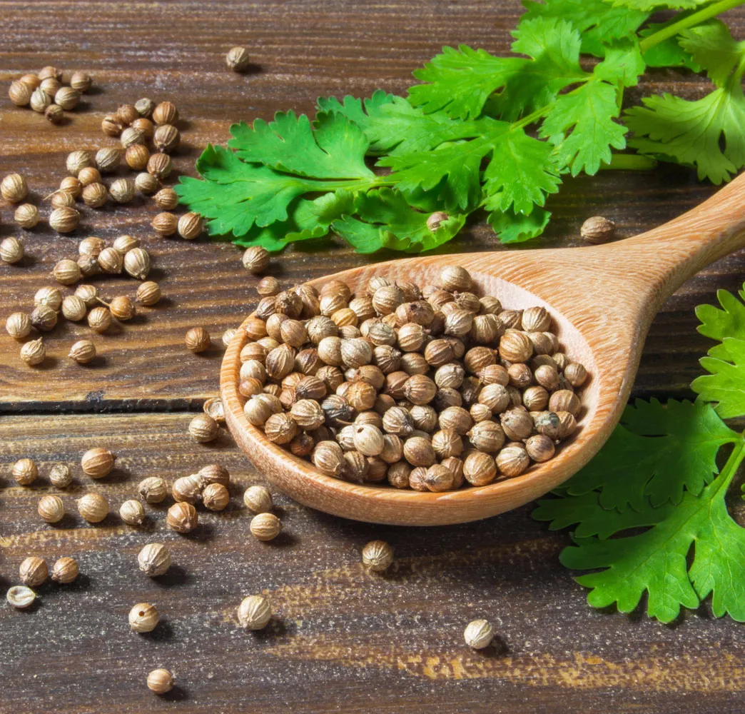 Coriander seeds