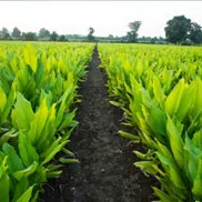 Trusted Sourcing of Turmeric finger